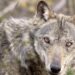 La “Wild Italy” di Rai5